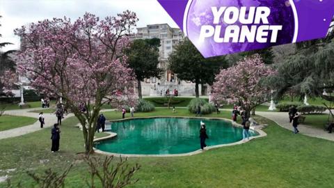Magnolia trees and the Your Planet logo