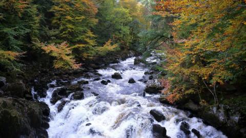 The River Braan at The Hermitage. The water flows over rocks in an area of thick woods.
