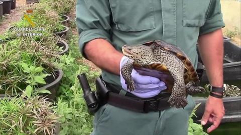 Spanish police hold a rescued turtle