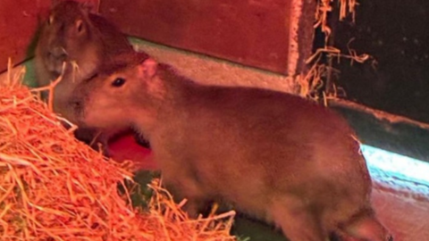 Two capybaras in a cage with straw bedding