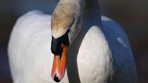 Swan.