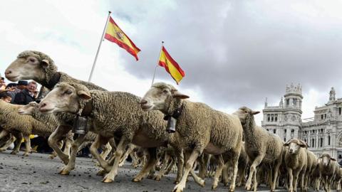 Flocks of sheep and goats are herded in the city center of Madrid on October 20,