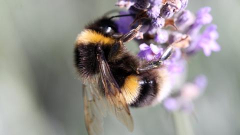 A bumble-bee feeding from lavender