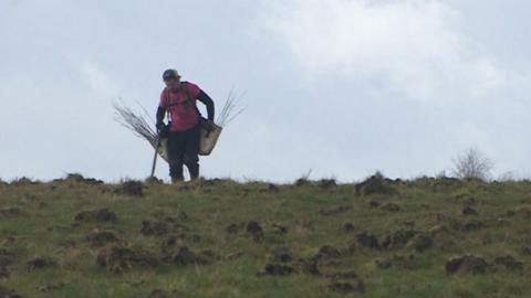 Tree planting