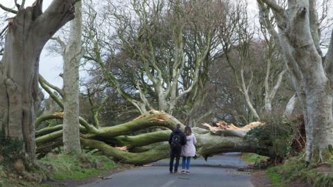 A couple stand in front of a fallen tree at the Dark Hedges