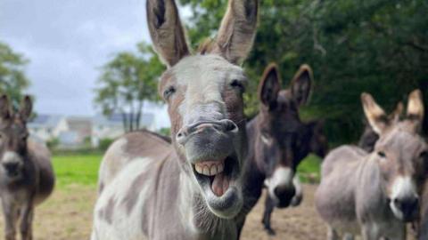A picture of a grey donkey smiling at the camera. It is pictured in front of many other donkeys on a field.