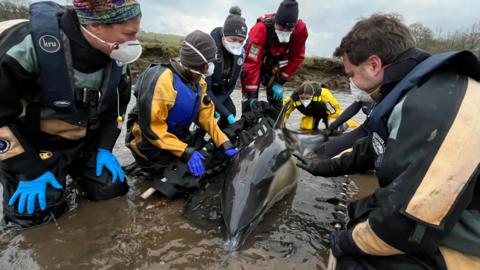 Six people in wetsuits raise a dolphin out of water on a stretcher.