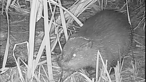 Black and white image of beaver walking at night surrounded by twigs.