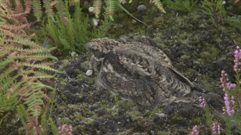 The grey-brown, mottled and streaked plumage of a Nightjar makes it almost indistinguishable to the heathland as it hunkers down with eyes tightly shut