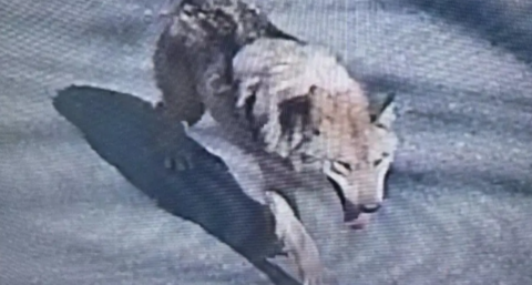 Escaped wolf walks along street