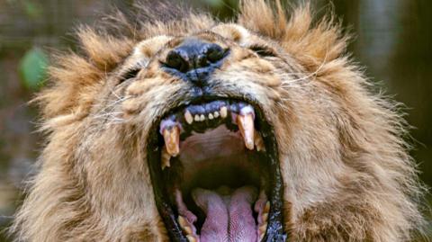A close up of a lion roaring