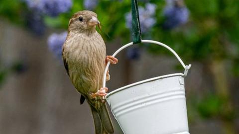 House Sparrow perched on a bird feeder