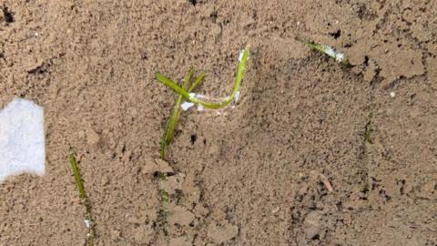 Small green stems of seagrass peeking through sediment at the River Aln.