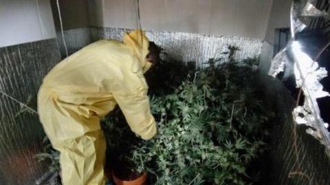 Officer inspecting cannabis plants inside house