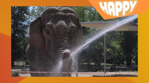 An elephant getting hosed down