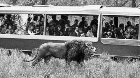 A black and white image of a male lion walking alongside a coach full of visitors at Longleat. Many of them are taking photographs of the lion