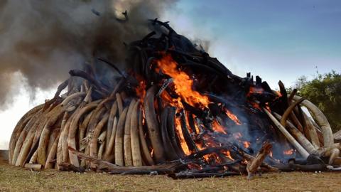 A Kenya Wildlife Services (KWS) officer stands near a burning pile of 15 tonnes of elephant ivory seized in Kenya at Nairobi National Park on 3 March, 2015.