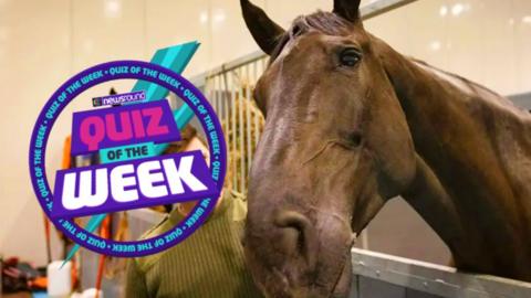 a horse looks at the camera while standing in its stables with a quiz of the week logo imposed on the image