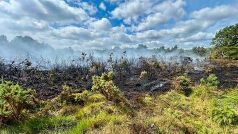 A burnt area of grass and plants