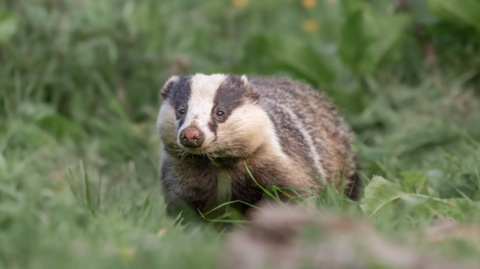 A badger walks in green grass. It has classic features like black and white fur on its face and a pink snout. 
