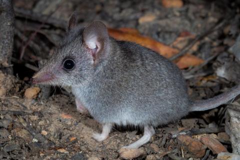 A Kangaroo Island dunnart