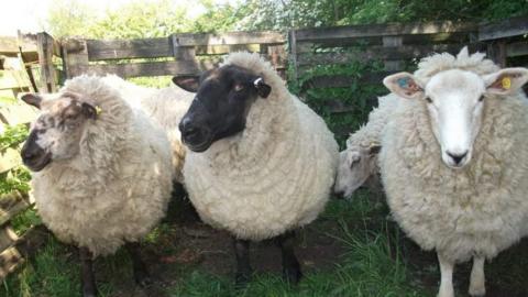 Sheep before they were killed