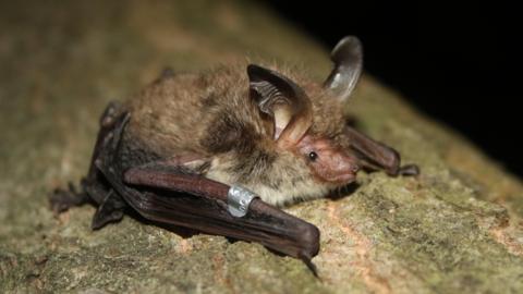 A little bat sitting on a log with his wings tucked up next to it, big ears, small eyes and also has a small metal tag.