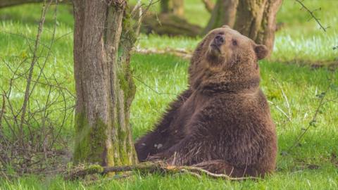 A fluffy brown bear sits on the grass next to a tree and looks up at the sky, as if she's enjoying the sunshine.