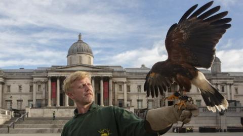 Matt Forward with his hawk in Trafalgar Square, 13 June 2020