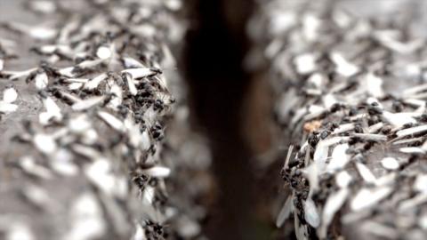 Generic close up image of hundreds of flying ants.