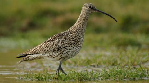 A curlew bird wades through a marsh. The water level is high and covering patches of grass. The bird has a long, thin black beak and black, brown and white feathers.
