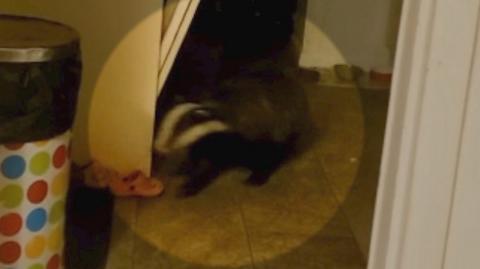 Badger in kitchen