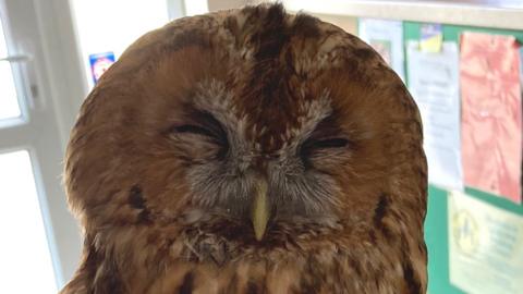 Owl after being taken to raptor sanctuary