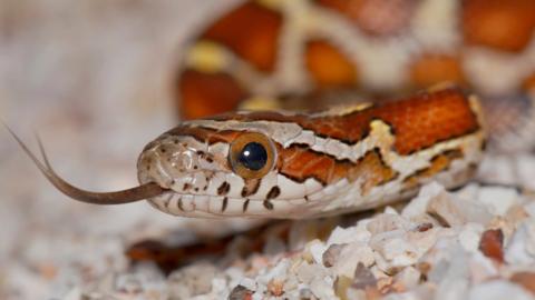 Corn snake