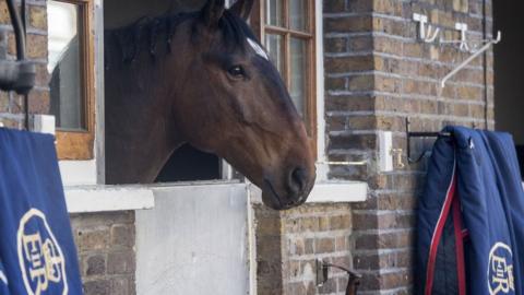 A Cleveland Bay horse in the Royal Mews at Buckingham Palace ahead of the wedding of Prince Harry and Meghan Markle on May 1, 2018 in London