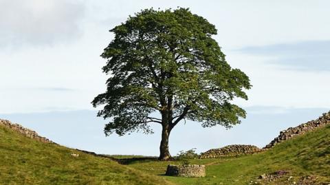 The Sycamore Gap tree stands in a dip in the landscape, before it was felled.