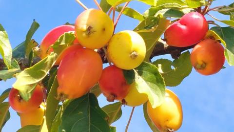 Red and yellow apples on a branch with blue sky behind