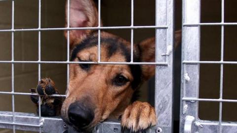 A dog pictured in a kennel. 