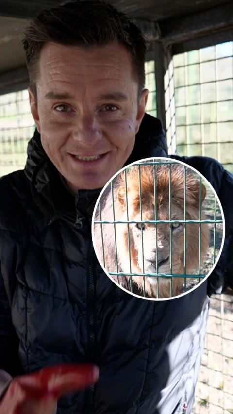 BBC reporter Andy Howard stands inside a cage on the back of a truck. A circular image of a male lion is overlayed.