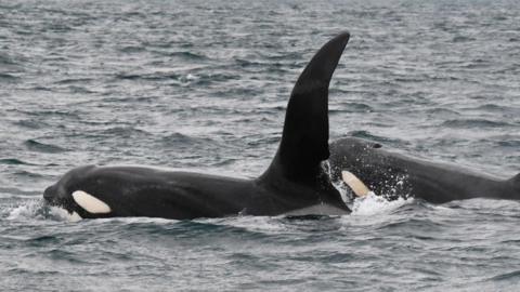 The two orca are close together and swimming in the same direction. The white on their cheeks and under their beaks is visible.