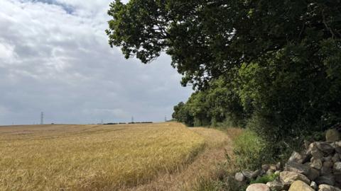 The proposed site for the woodland. A row of trees stand to the right and overlook a field filled with wheat. Power lines can be seen in the distance.