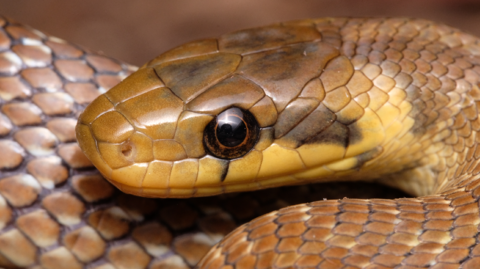 A close up image of a brown and yellow snake, with dark brown eyes resting in a coil