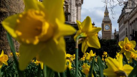 Daffodils with the clock on Elizabeth Tower, Westminster visible in the background