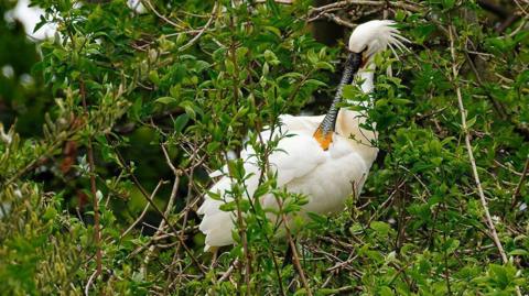 A beautiful spoonbill is sat in a tree amongst branches covered in green leaves. The white bird has a long black beak with a yellow tip. On the back of the head it has longer white feathers in a plume.