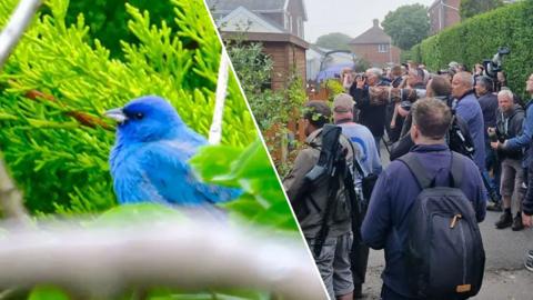 SPLIT: an indigo bunting and crowds gathering with photograph equipment