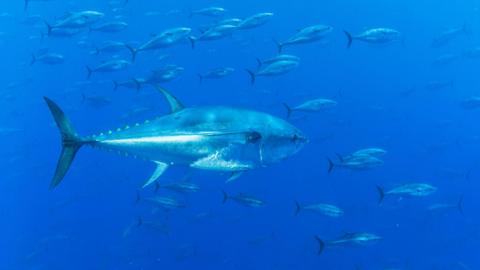 Blue fin tuna swimming in a clear blue sea