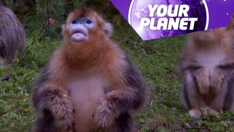 A golden snub-nosed monkey and the Your Planet logo