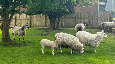 Five sheep and one lamb in a field with two tree trunks. Tall wooden fence and red brick building in the background. 