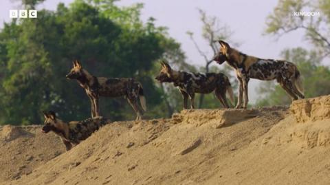 A wild dog pack in South Luangwa National Park.