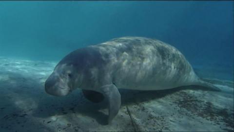 Manatee